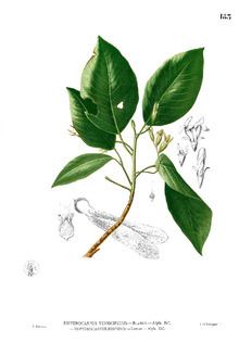 Dipterocarpus gracilis httpsuploadwikimediaorgwikipediacommonsthu