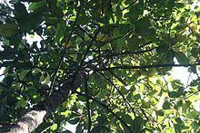 Dipterocarpus hispidus httpsuploadwikimediaorgwikipediacommonsthu