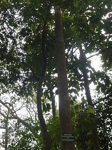 Dipterocarpus retusus httpsuploadwikimediaorgwikipediacommonsthu