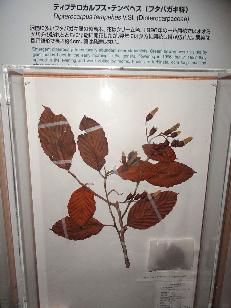 Dipterocarpus tempehes