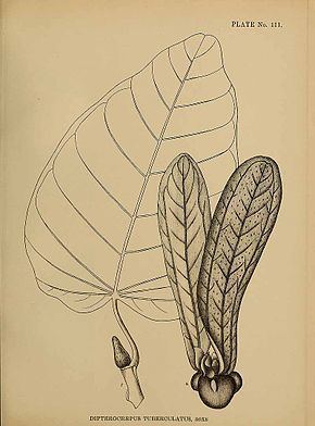 Dipterocarpus tuberculatus httpsuploadwikimediaorgwikipediacommonsthu