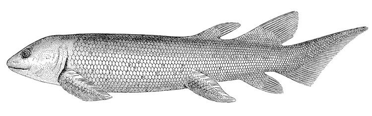Dipterus FileDipterus valenciennesi1jpg Wikimedia Commons