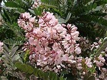 Dipterygeae httpsuploadwikimediaorgwikipediacommonsthu
