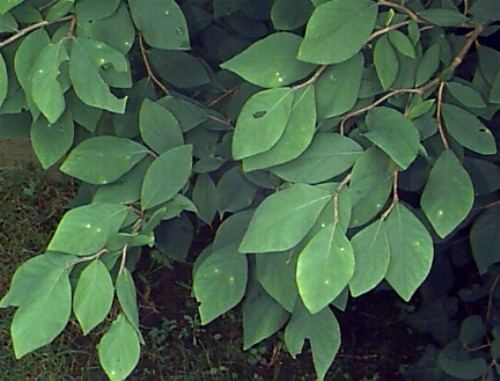 Dirca Dirca palustris Leatherwood Wicopy Plant Database University