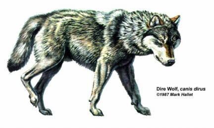 Dire wolf DIRE WOLF