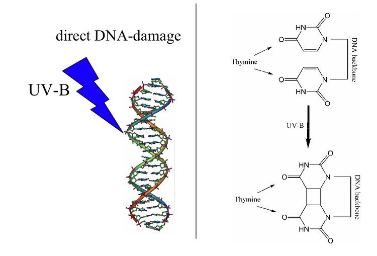 Direct DNA damage