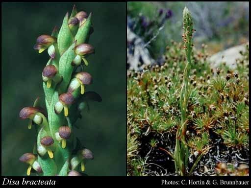 Disa bracteata Disa bracteata Sw FloraBase Flora of Western Australia