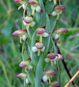 Disa bracteata VRO South African weed orchid Disa bracteata