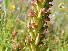 Disa bracteata httpsuploadwikimediaorgwikipediacommonsthu