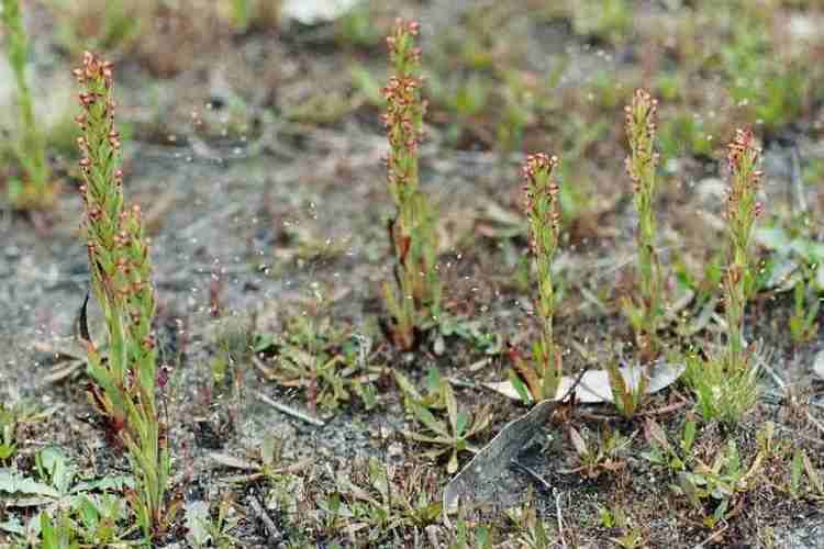 Disa bracteata Disa bracteata