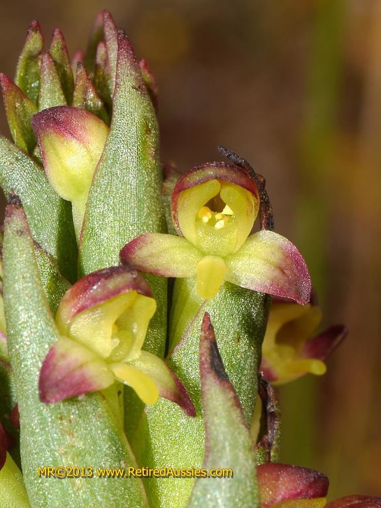 Disa bracteata Disa bracteata