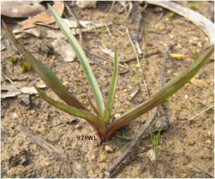 Disa bracteata Disa bracteata NOSSA