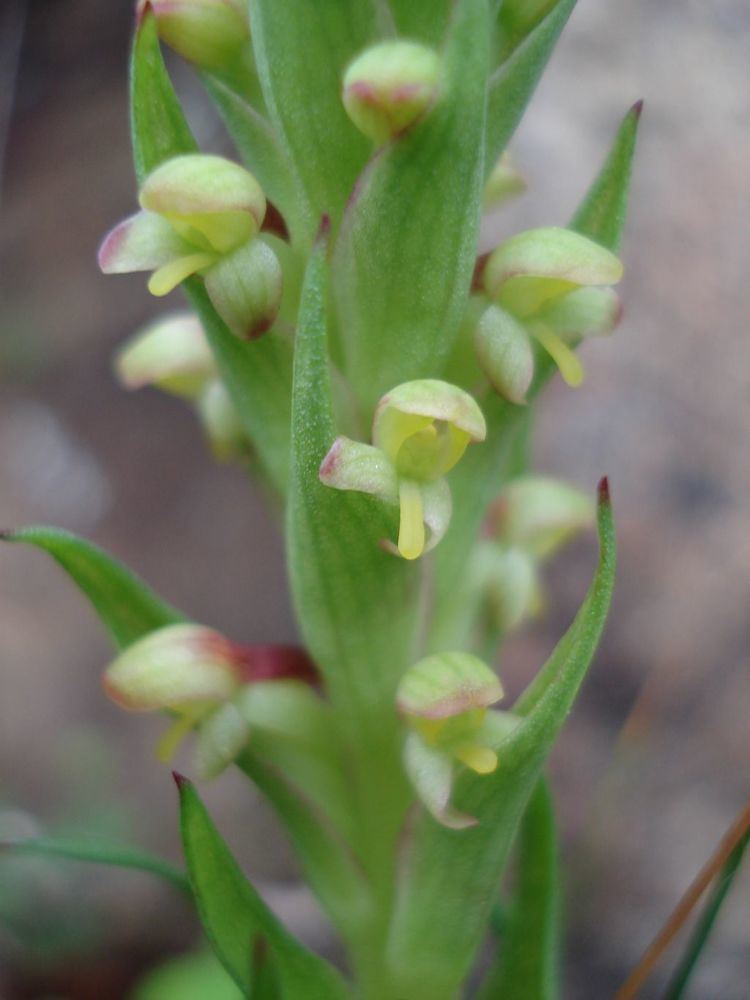 Disa bracteata IOSPE PHOTOS