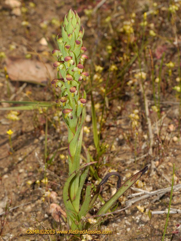 Disa bracteata Disa bracteata