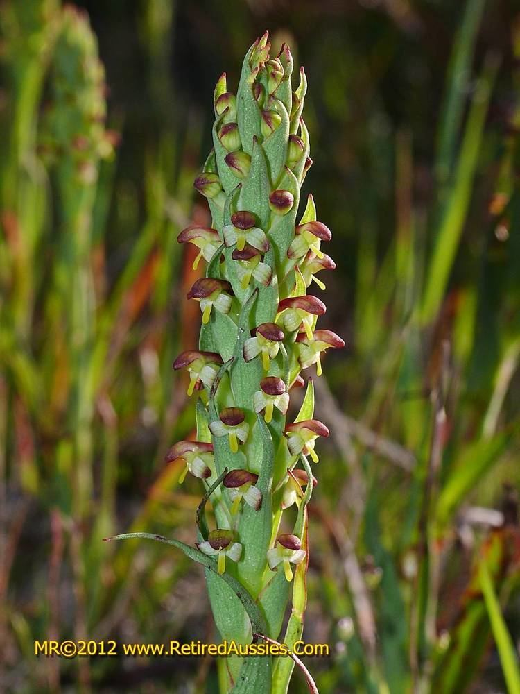 Disa bracteata SA Disa bracteata South African Weed Orchid