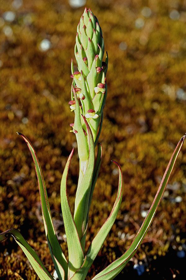 Disa bracteata Disa bracteata The Orchids of Western Australia