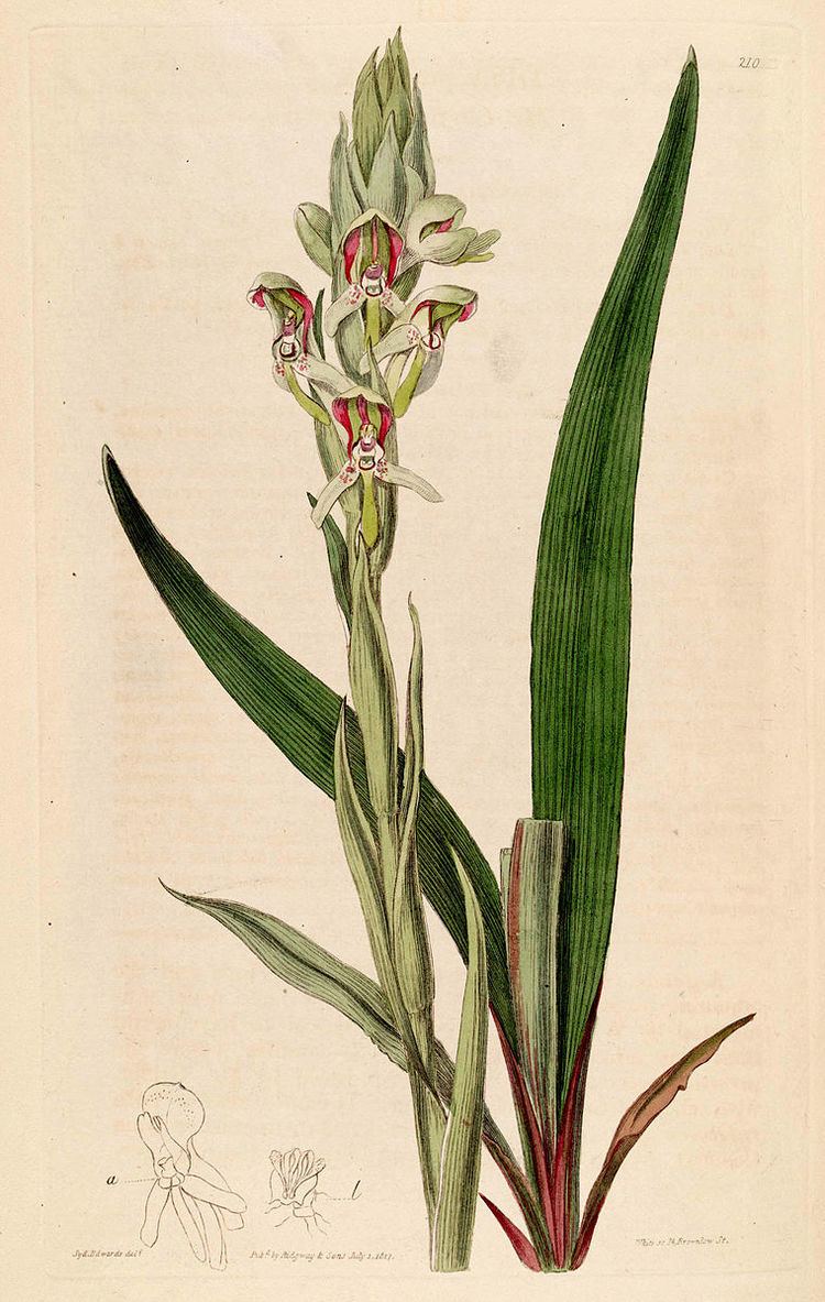 Disa cernua