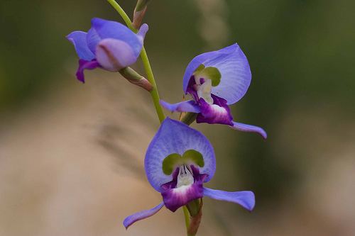 Disa graminifolia wwwpacificbulbsocietyorgpbswikifilesDisaDisa