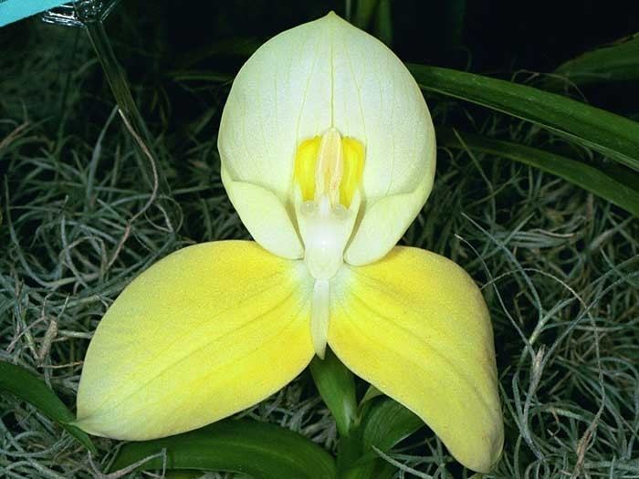 Disa (plant) Disa uniflora Orchids VB39s Orchid Kingdom