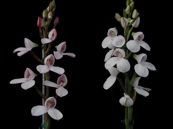 Disa tripetaloides Gore Orchid Conservatory Disa Catalog