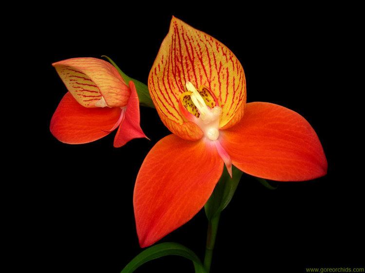 Disa uniflora Gore Orchid Conservatory Disa Catalog