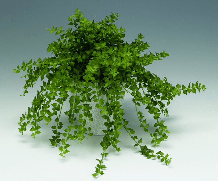 Dischidia ruscifolia Floradania Marketing Plants