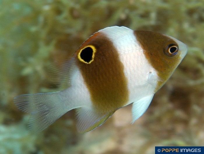 Dischistodus Fishes POMACENTRIDAE Dischistodus prosopotaenia cf Marine