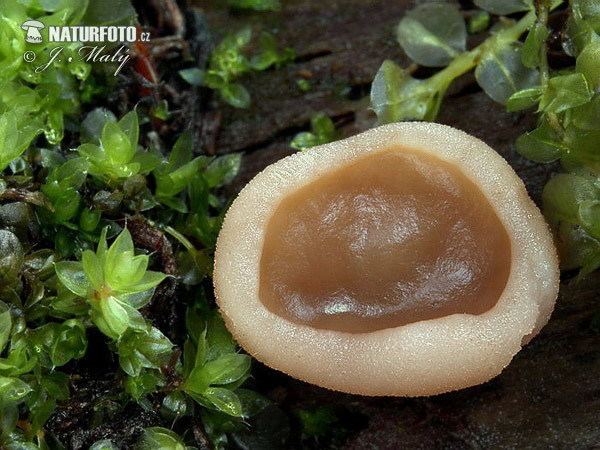 Discina (fungus) wwwnaturephotoczcomphotosmalydiscinaancilis