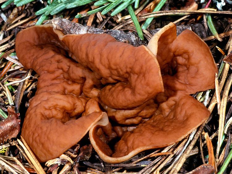 Discina (fungus) California Fungi Gyromitra perlata