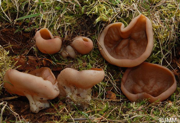 Discina (fungus) 1000 images about Discina perlata ancilis on Pinterest