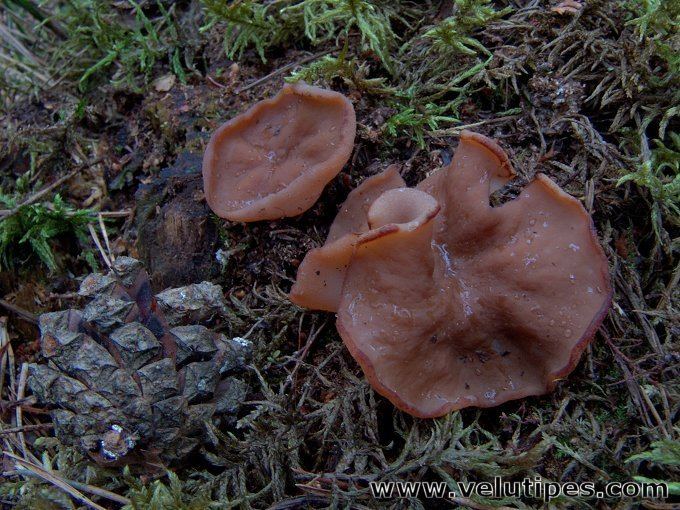 Discina (fungus) Discina ancilis laakakorvasieni Natural Fungi in Finland