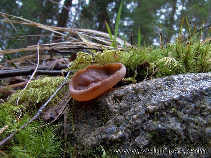 Discina (fungus) Discina ancilis laakakorvasieni Natural Fungi in Finland