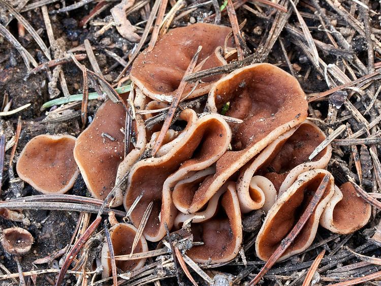 Discina perlata California Fungi Gyromitra perlata