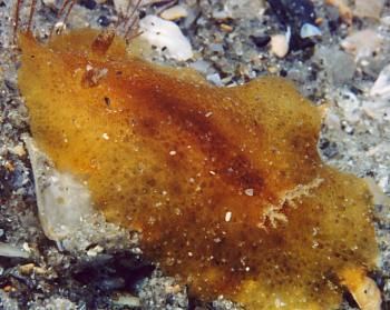 Discodoris The Sea Slug Forum Discodoris spp west Atlantic warm water