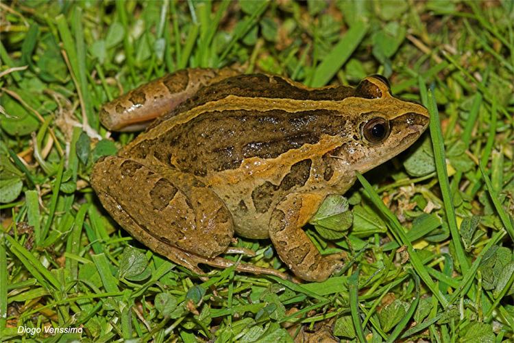 Discoglossus CalPhotos Discoglossus galganoi Portuguese Painted Frog