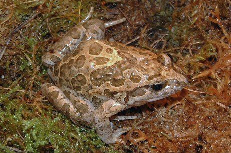 Discoglossus pictus httpsuploadwikimediaorgwikipediacommons22