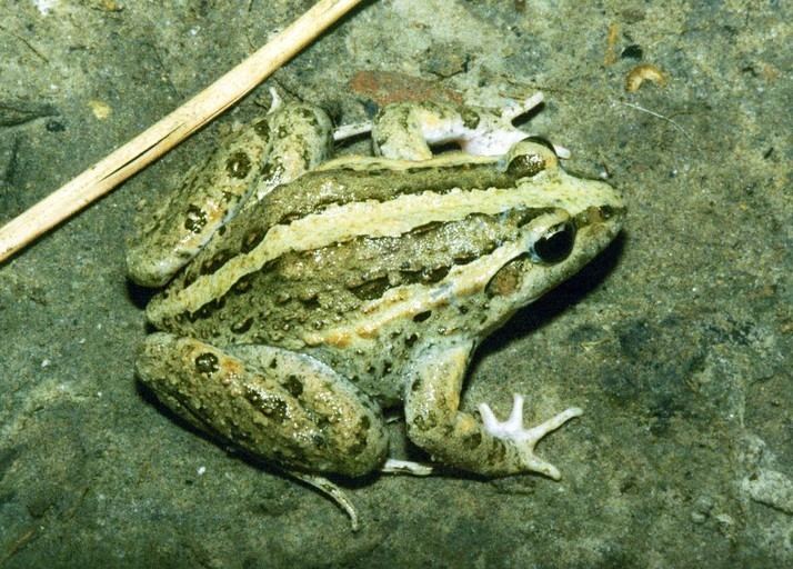 Discoglossus pictus CalPhotos Discoglossus pictus Painted Frog