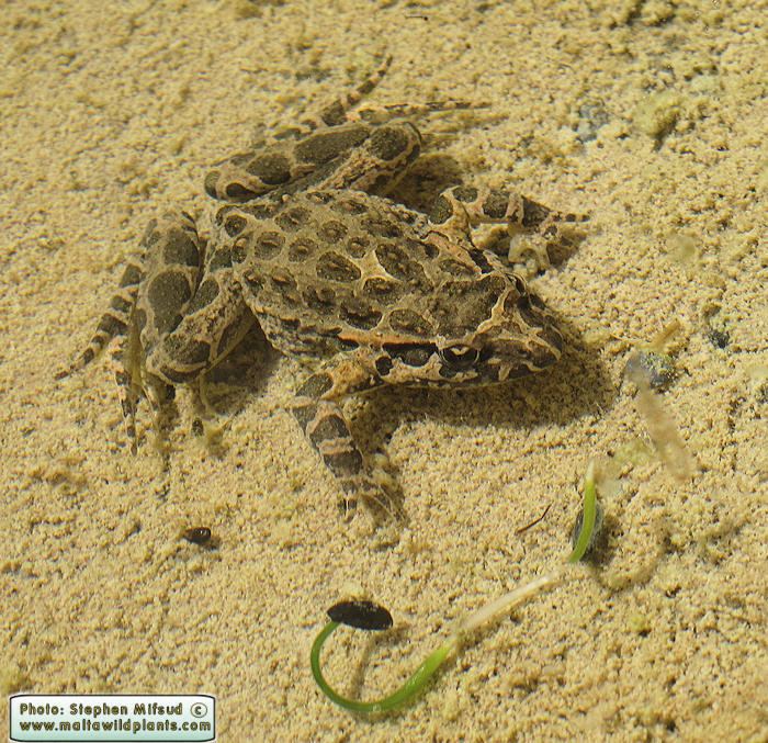 Discoglossus pictus Wild Plants of Malta and Gozo Discoglossus pictus Painted Frog