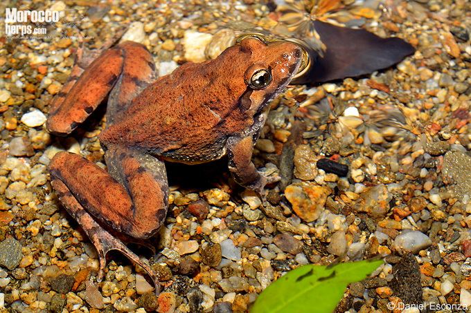 Discoglossus pictus Species Page of Discoglossus pictus Amphibians amp Reptiles of Morocco