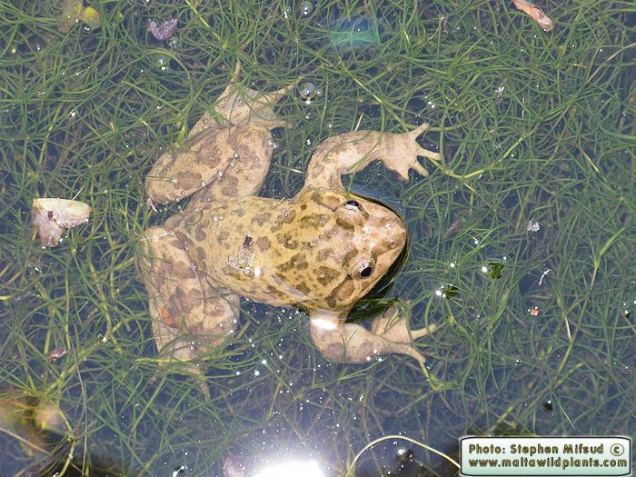 Discoglossus pictus Wild Plants of Malta and Gozo Discoglossus pictus Painted Frog