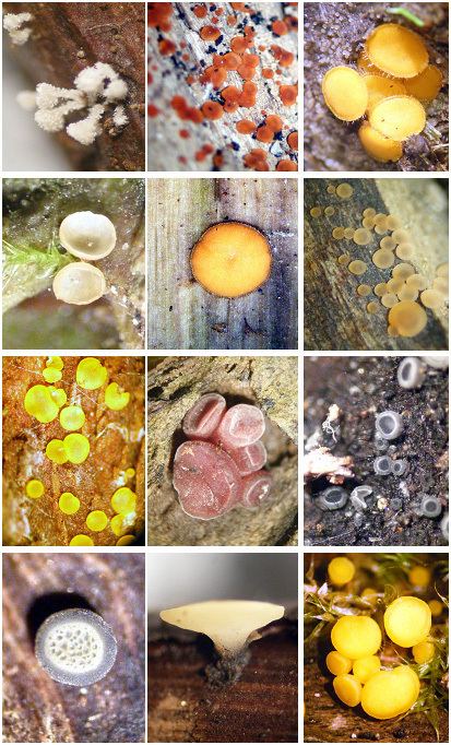 Discomycetes Fungi prospection and isolation