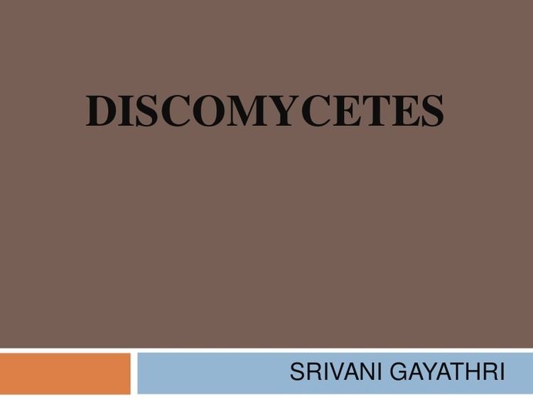 Discomycetes Discomycetes