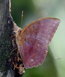 Discophora (butterfly) httpsuploadwikimediaorgwikipediacommonsthu