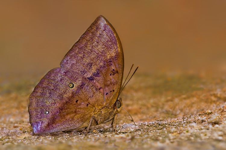 Discophora sondaica ButterflyCircle Checklist