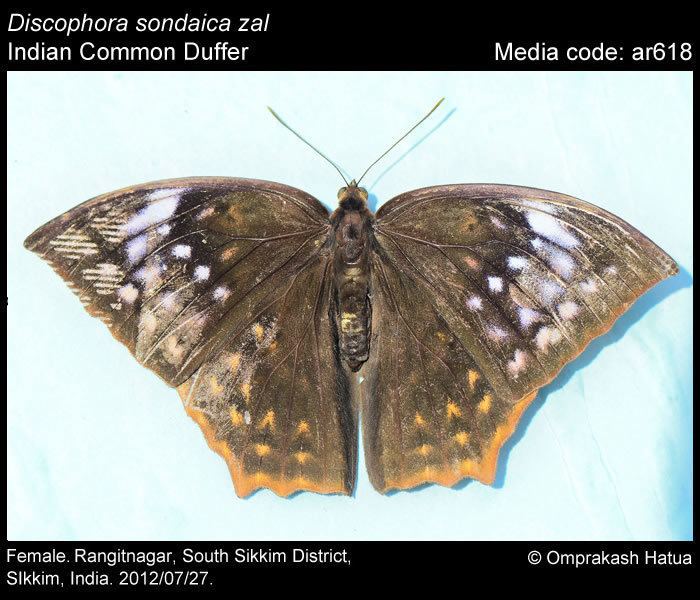 Discophora sondaica Discophora sondaica Common Duffer Butterflies of India