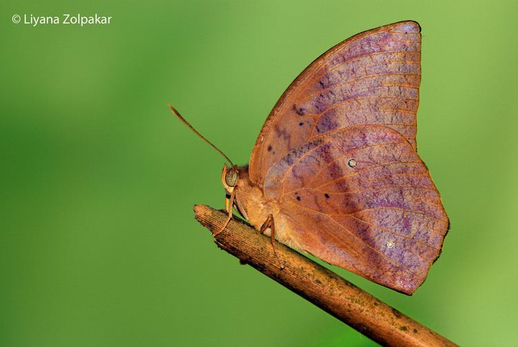 Discophora sondaica ButterflyCircle Checklist