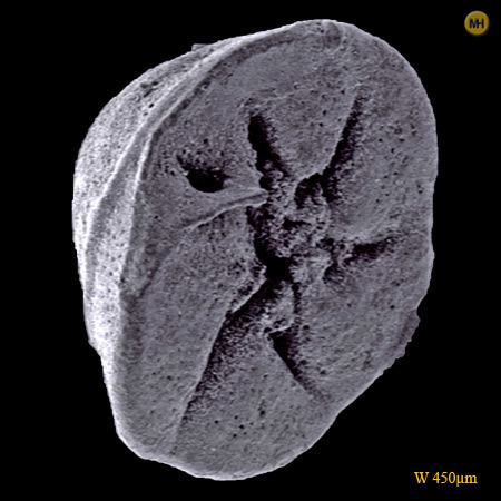 Discorbis Discorbis orbicularisPaleogene Foraminifera