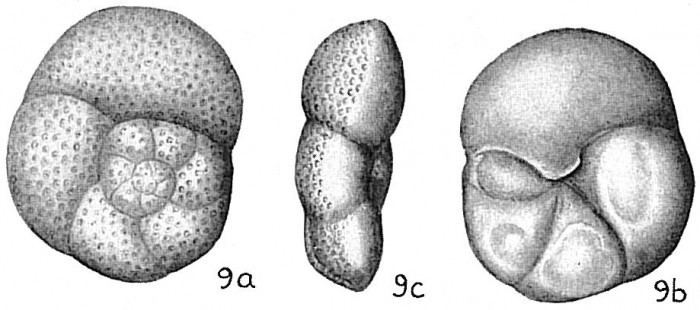 Discorbis World Foraminifera Database