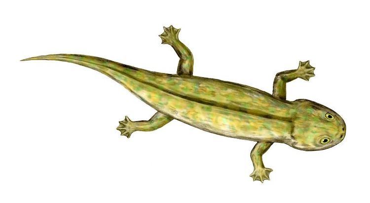 Discosauriscus httpsuploadwikimediaorgwikipediacommonsee