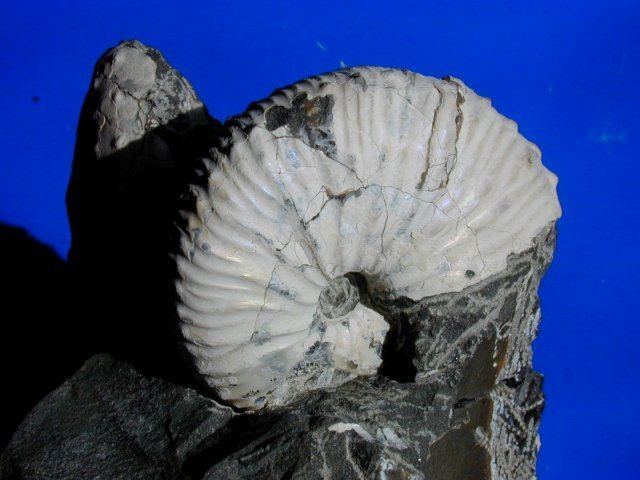Discoscaphites Discoscaphites Ammonites